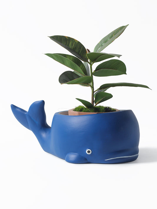 Ceramic Whale Flower Pot, Unique Garden Animal Decoration