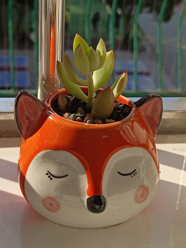 Cute Fox Ceramic Small Flower Pot, Plant Decorative Small Pot